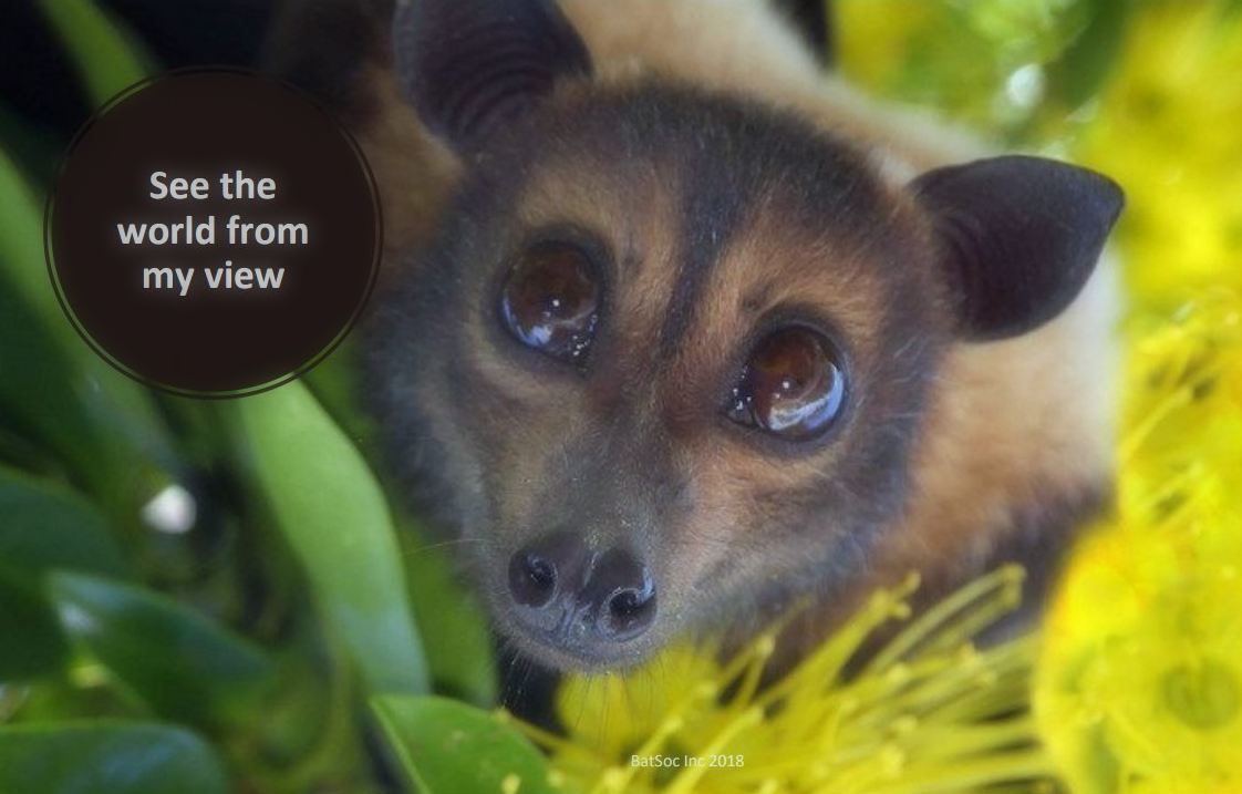 Bats_Rule's tweet photo. Info on Bats | 2018 Flying Fox Forum Presentations
https://t.co/G44EvSeICR https://t.co/VSctuCso9O
