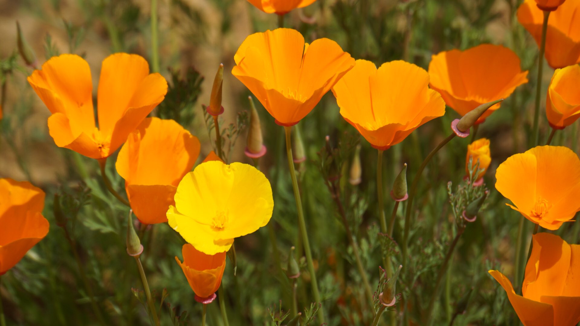 方舟子on Twitter 加州州花按英文俗名翻译是 加州罂粟 California Poppy 和鸦片罂粟同属罂粟 科 但不含毒品 按拉丁学名翻译是 加州艾氏花 Eschscholzia Californica 纪念第一个描述加州植物群的德国植物学家 但国内却叫它 花菱草 不知是哪个翻译天才莫名其妙