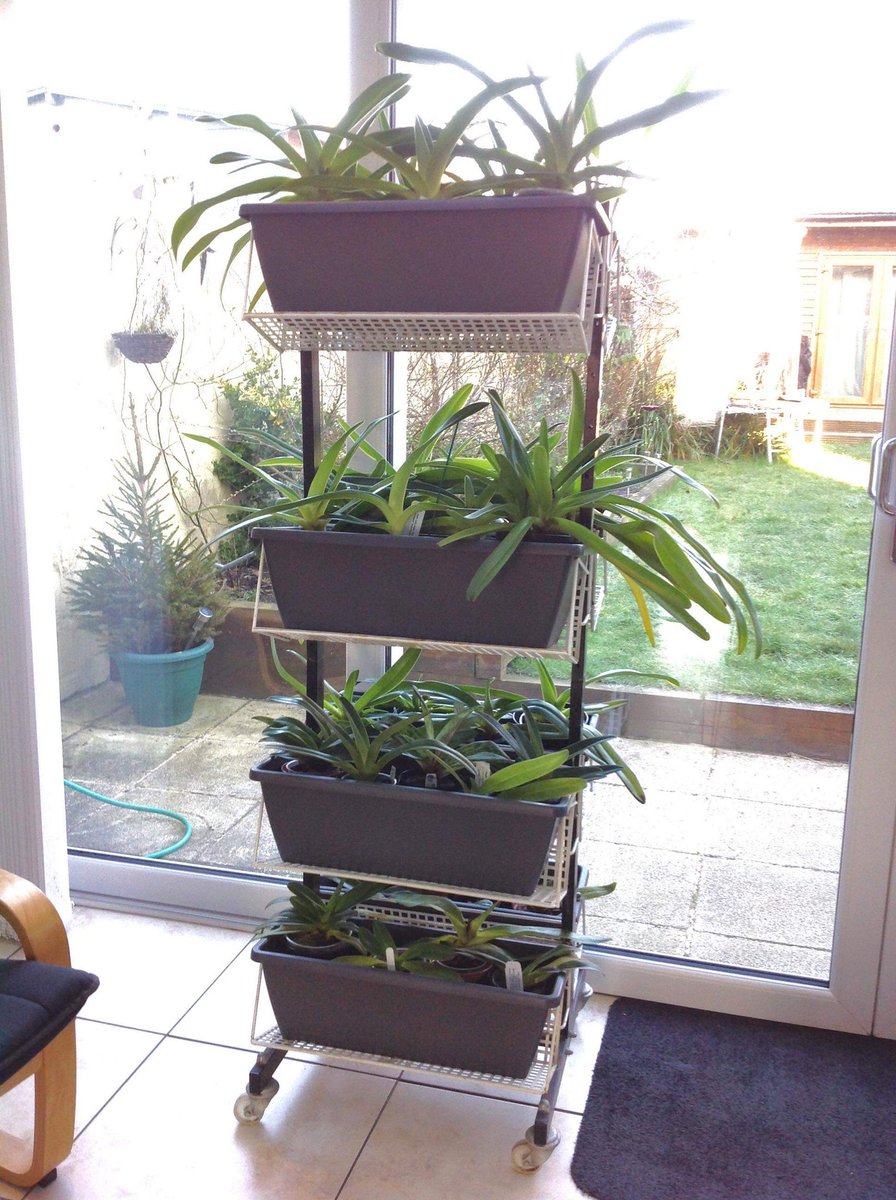 BritPaphSociety's tweet photo. As you can see you don't need to have a greenhouse to grow orchids. Here's one of our member's collection @cjonesart who grows indoors with great success. A fantastic hobby for all to do. #orchids #slipperorchids #society #BPS #Paphs #hybrids #slippermad #indoorgarden #indoors https://t.co/Ph8LmxDuUb