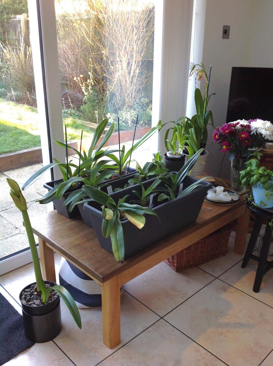 BritPaphSociety's tweet photo. As you can see you don't need to have a greenhouse to grow orchids. Here's one of our member's collection @cjonesart who grows indoors with great success. A fantastic hobby for all to do. #orchids #slipperorchids #society #BPS #Paphs #hybrids #slippermad #indoorgarden #indoors https://t.co/Ph8LmxDuUb