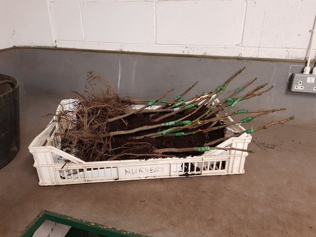 The nursery team doing some grafting today of Pyrus communis 'Williams' onto Quince Eline rootstocks.  Hopefully will have taken by mid to late April. <a href="/TheBotanics/">Royal Botanic Garden Edinburgh</a> #rbgehort