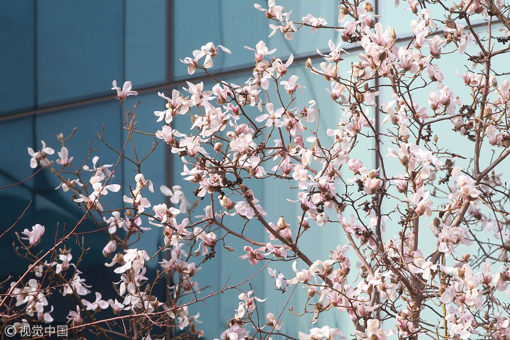 CGTNOfficial's tweet photo. Knock knock…

Spring is about to take over the whole city of #Beijing https://t.co/PhZgwpSxRi