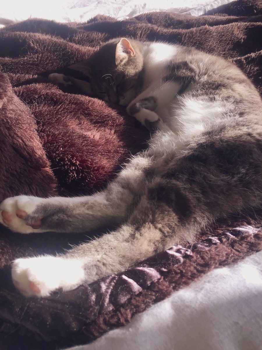 myblindcat's tweet photo. It’s #ShroveTuesday so I’m trying to make myself as flat as a #pancake though now I’m here, may as well snooze here for the rest of the day #catslife #secretlifeofcats #delawhiskers #ShroveTuesday #PancakeDay #catbathing #snoozytuesday https://t.co/JtWWcz9PFW