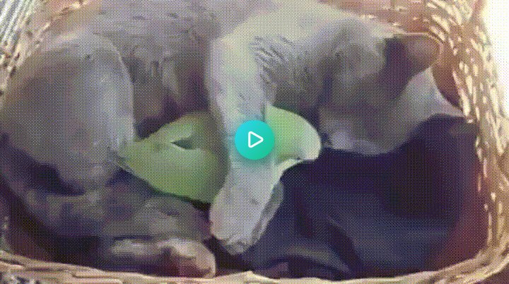 Cute_and_Food's tweet photo. "Kitty snuggling with the bird" via #AnimalsBeingBros Subreddit - Courtesy of lenann2754 https://t.co/q0WSStI9XA