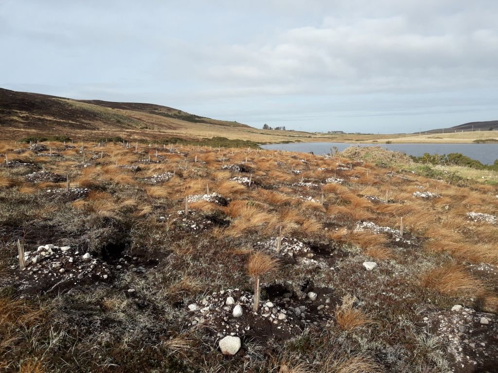 TilhillForestry's tweet photo. A beat-up being carried out at on a new woodland creation scheme on the North coast of Scotland managed by North Highland District, Senior Forest Manager, Callum Nicolson.
#Woodlandmanagement #ForestManager
https://t.co/eggwmqJP4F https://t.co/O6NTPQhmC5