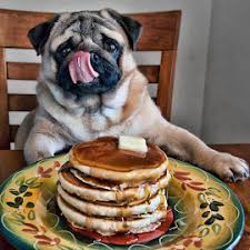 Already looking forward to sharing some pancakes with my doggy guests #BarkingMadCotswolds #pancakeday #yumyum