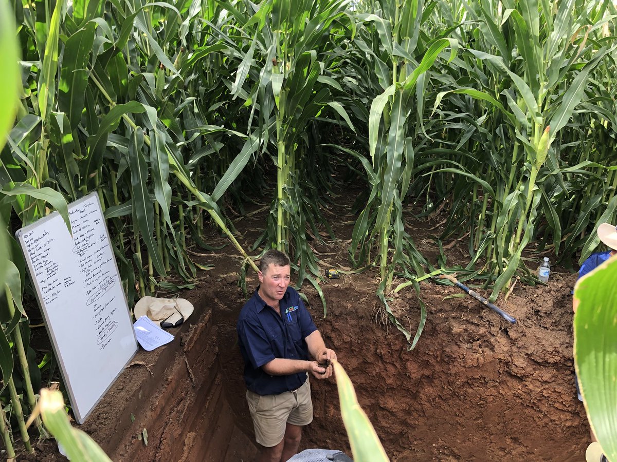 lukenagle1978's tweet photo. @CBannanSESW digging deep into corn ground to discuss limiting factors.....striving for maximum water efficiency in the Goulburn Valley 💦 https://t.co/jSbb4pZYGk