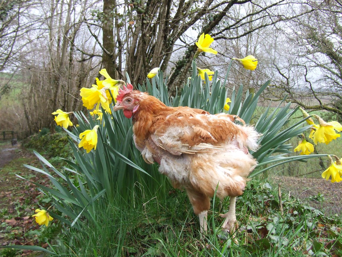 Hundreds of hens are in urgent need of homes to go to this weekend. Can you help? If so please register (bhwt.org.uk/rehome-some-he…) and then call 01884 860084. Re-homings taking place in Dorset, Hampshire, Kent, Milton Keynes, Oxford, Rotherham, Somerset, Surrey and Sussex.