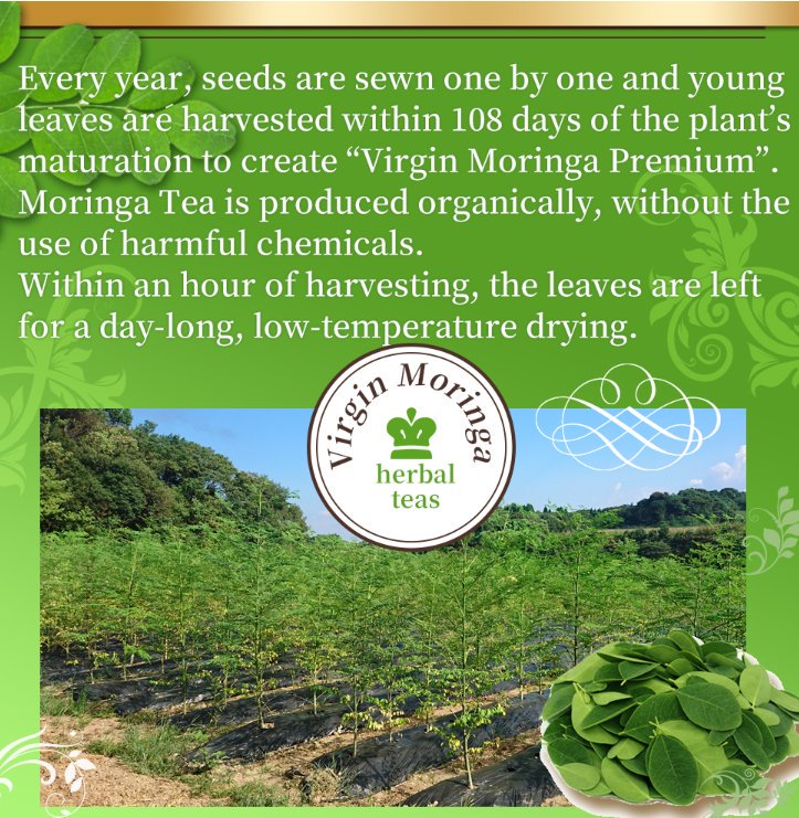 ama93moringa's tweet photo. #Premium #organic #moringa #tea
#amakusa #moringafarm https://t.co/ymJu8zI8bX