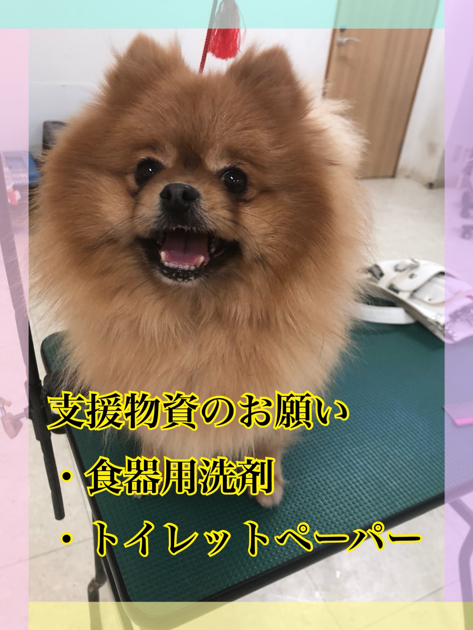 Hogoken Cafe 印西店 V Twitter 支援物資のお願い いつも保護犬猫ちゃんの譲渡活動を応援してくださり ありがとうございます 保護犬カフェ印西店では 食器用洗剤 トイレットペーパー が不足しております いつもお願いばかりで申し訳ございませんが ご支援 Hogoken Cafe 印西店 V Twitter 支援物資のお願い いつも保護犬猫ちゃんの譲渡活動を応援してくださり ありがとうございます 保護犬カフェ印西店では 食器用洗剤 トイレットペーパー が不足しております いつもお願いばかりで申し訳ございませんが ご支援
