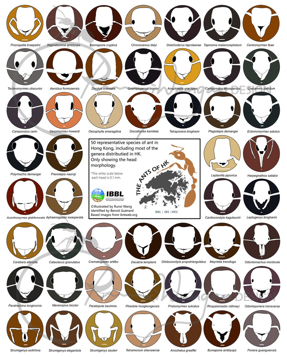 RunxiWANG_'s tweet photo. Ants of HK! Just illutrated the amazing and diverse head morphology of 50 representative species, covering most of genera distributed in HK!
 From IBBL HKU @HKUSBS @hku_science @MyrmecolNews https://t.co/zEUqE3VuV6 https://t.co/8UF3omjI6g