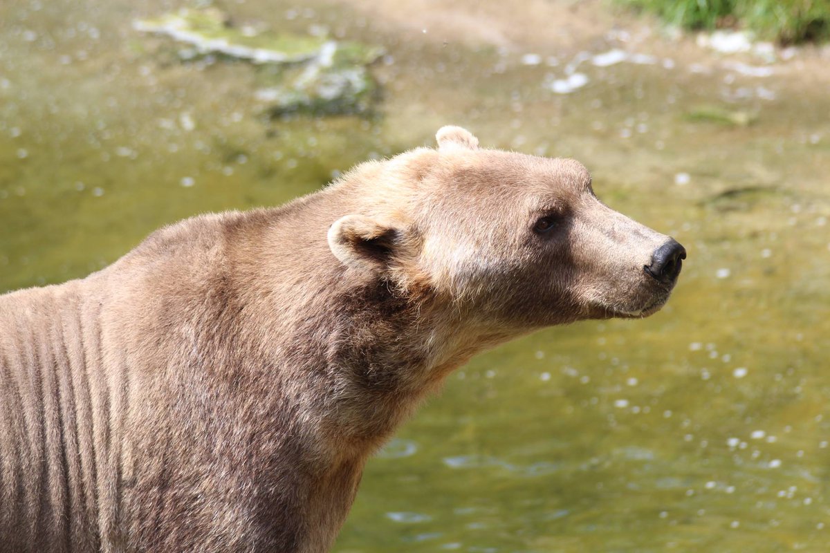Another tidbit that didn't make it into the story: did you know that polar bears can mate with brown bears? The hybrid is called grolar and is colored like the Moscow winter. Some speculate that polar bears stuck behind on the mainland will eventually be bred out of existence.