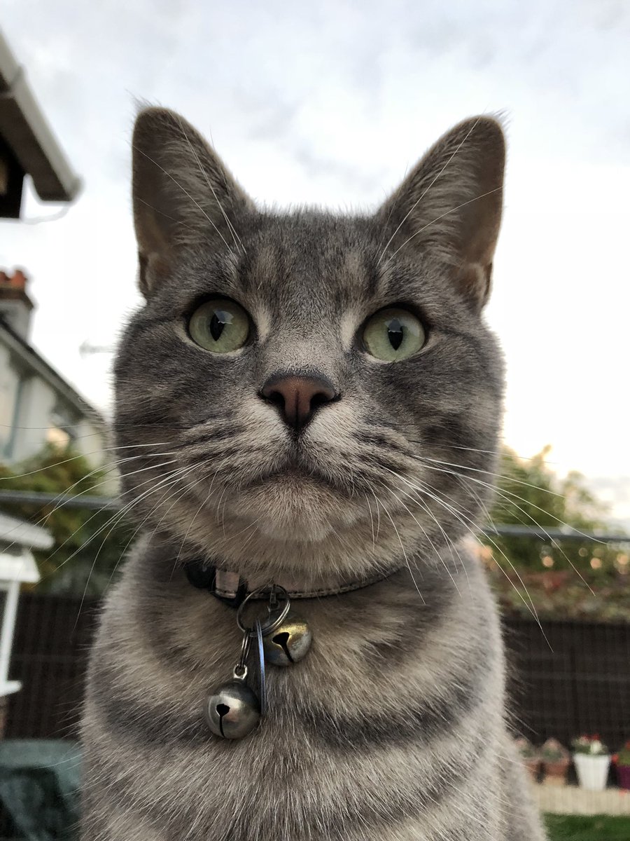 catnapper44 tweet picture