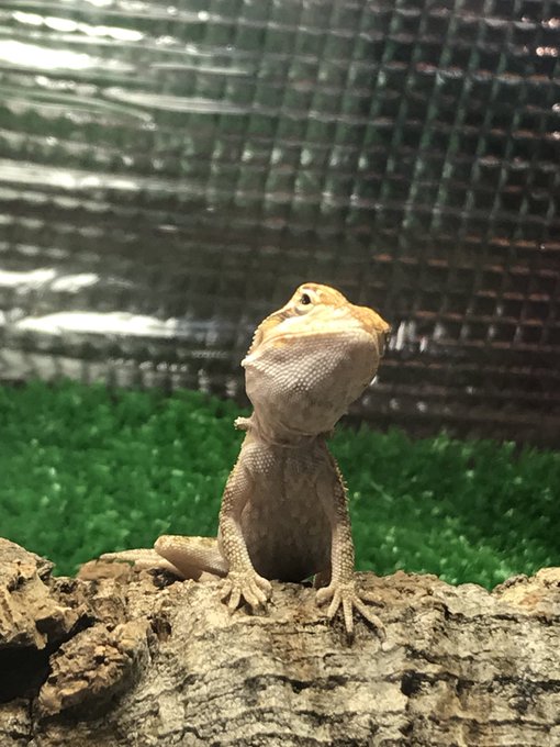 フトアゴのtwitterイラスト検索結果 古い順