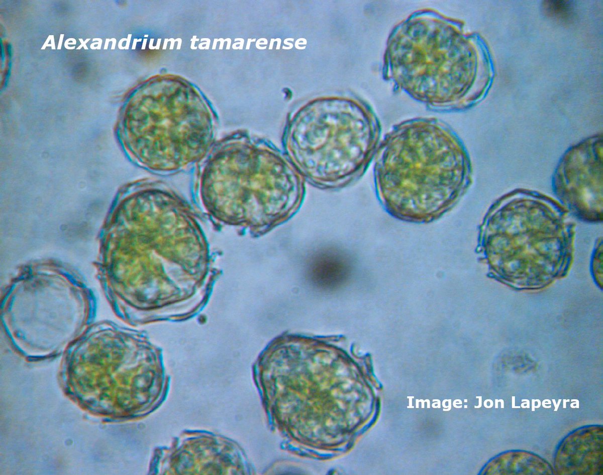 mixotrophs's tweet photo. Some pictures of #mixotrophs for you to enjoy, courtesy of #ESR 10 @JonLapeyra from @ULBruxelles, sampled from the North Sea. #Alexandrium tamarense, #Heterocapsa triquetra and #Protocentrum micans. #MixITiN #ITN @MSCActions @EU_H2020 #protist #plankton #marine https://t.co/TShbemioqq