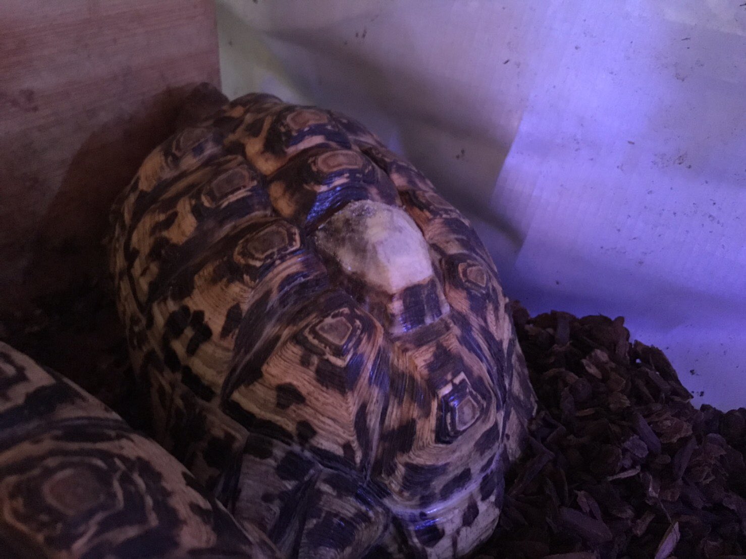 Tortoises 至急お願いします ヒョウモンガメの甲羅の一部が剥げてました これは何か病気なんでしょうか あまり甲羅が剥がれるって聞いたことがないので心配です 甲羅が剥がれてる以外は特に問題なさそうです もし 何か情報あれば教えて