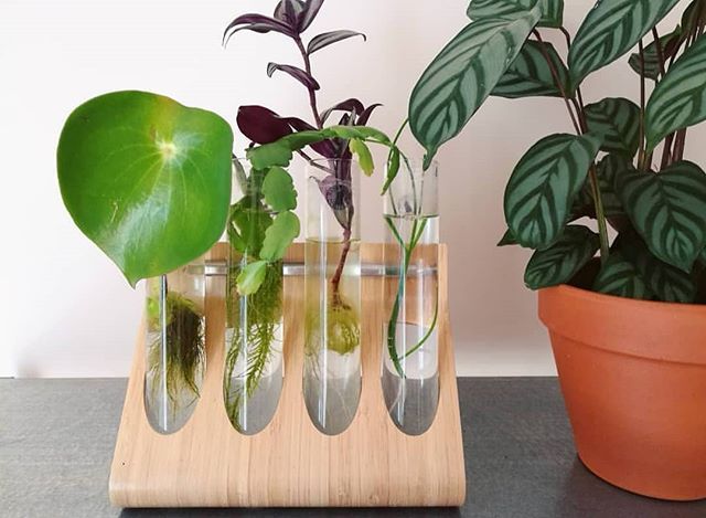 We are busy working behind the scenes on the next issue of HN Mag coming out this Spring! Here's a little sneak peek at our top tips feature where @sap_plants will be giving her top tips on propagation 🌿🌿🌿
.
.
.
#propagation #plantlove #plantcommunit… ift.tt/2tRglN2