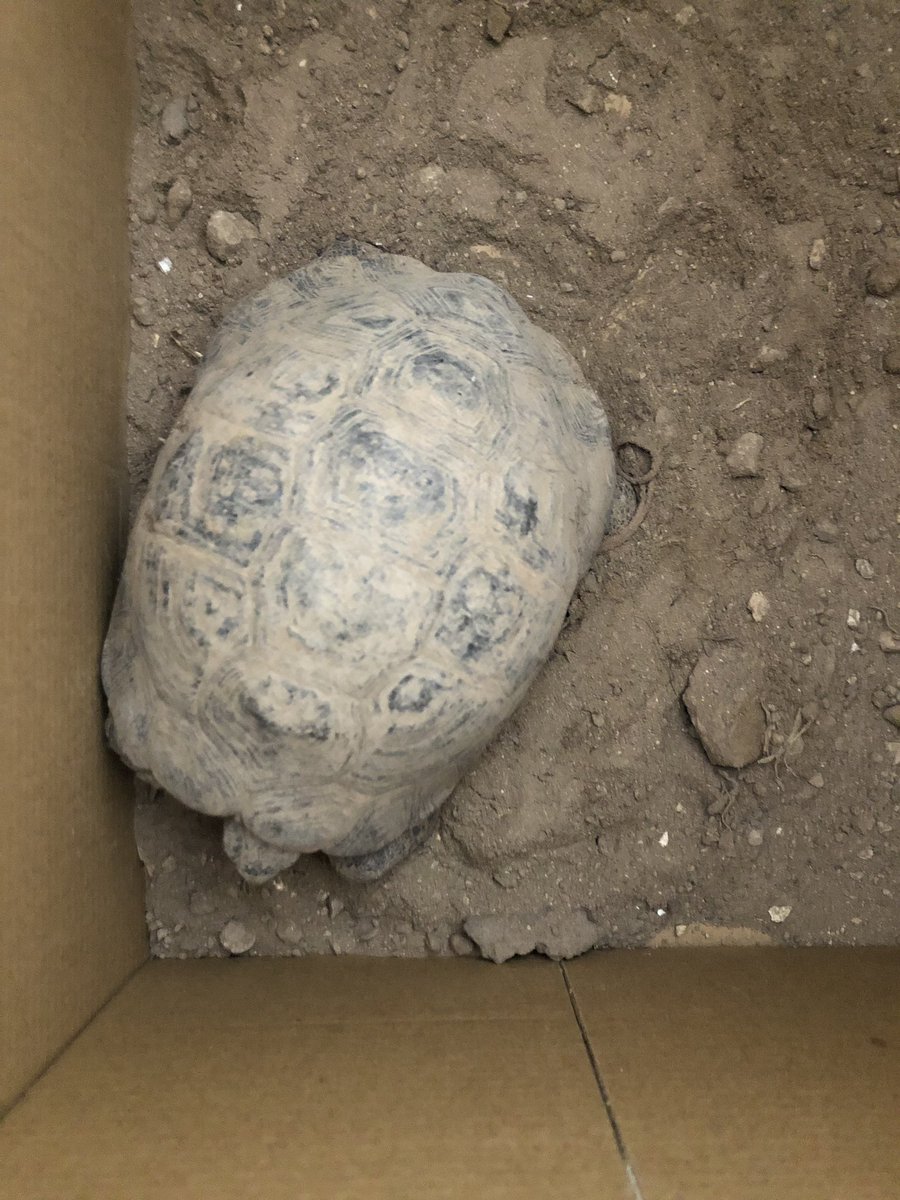 Si Mahoma no va a la montaña... DESAFÍO INICIAL! #abp #cajasmisteriosas #animalesvertebrados <a href="/InnovaLlull/">CC Ramon Llull</a> <a href="/trilemaedu/">Fundación Trilema</a>