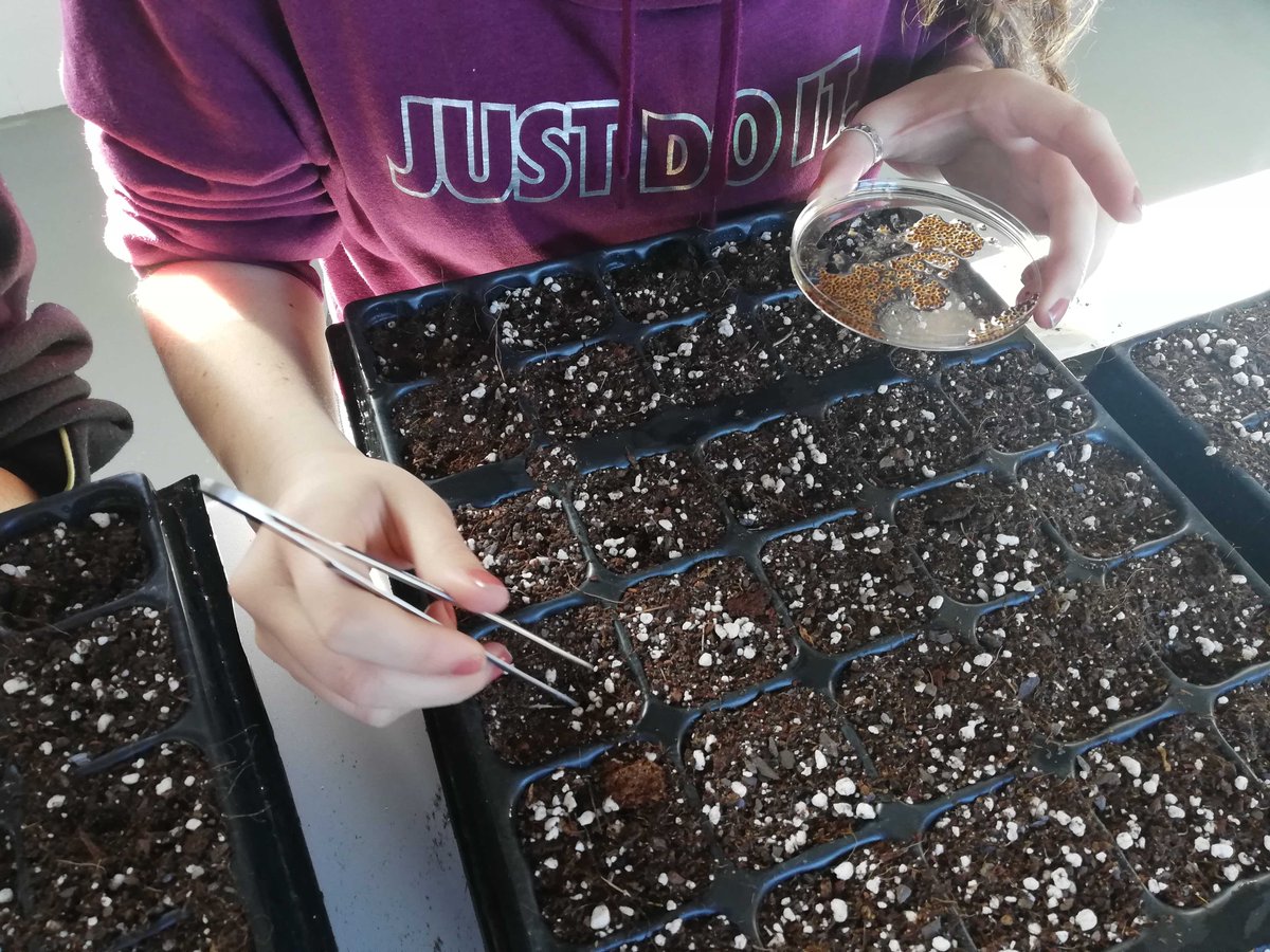 JaraDeCartagena's tweet photo. Comienza la producción de planta de Jara de Cartagena en las instalaciones del Vivero Forestal El Valle🌸🌱 👉 https://t.co/i8c5GVsER8 … https://t.co/YeifMwSRLa