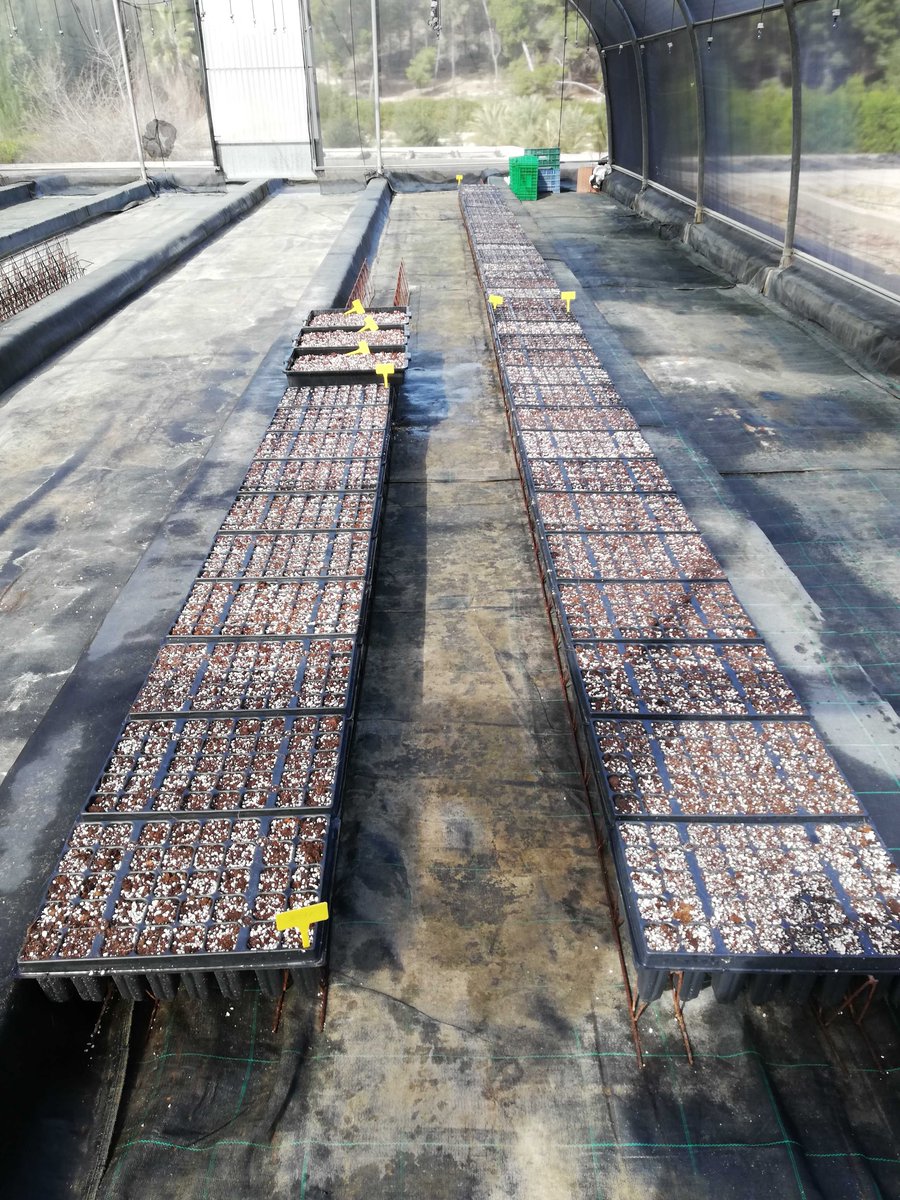 Comienza la producción de planta de Jara de Cartagena en las instalaciones del Vivero Forestal El Valle🌸🌱 👉 goo.gl/D7scWf …