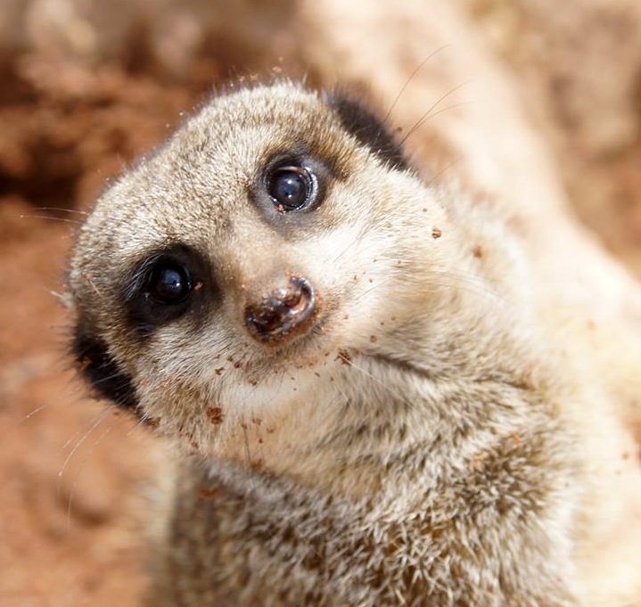 DartmoorZoo's tweet image. Like what we do? Support our conservation, education and research by donating today! Your help makes a huge difference. 
cafdonate.cafonline.org/3749#/Donation…