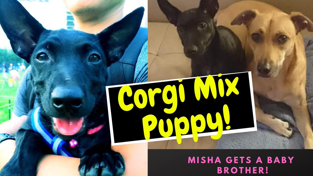 Misha67002553's tweet photo. Check out when Misha got a new brother- a Corgi-Taiwan Dog Mix on her YouTube channel.                           - - > https://t.co/t3ybZ4yT9V https://t.co/z7nXxs1aDT