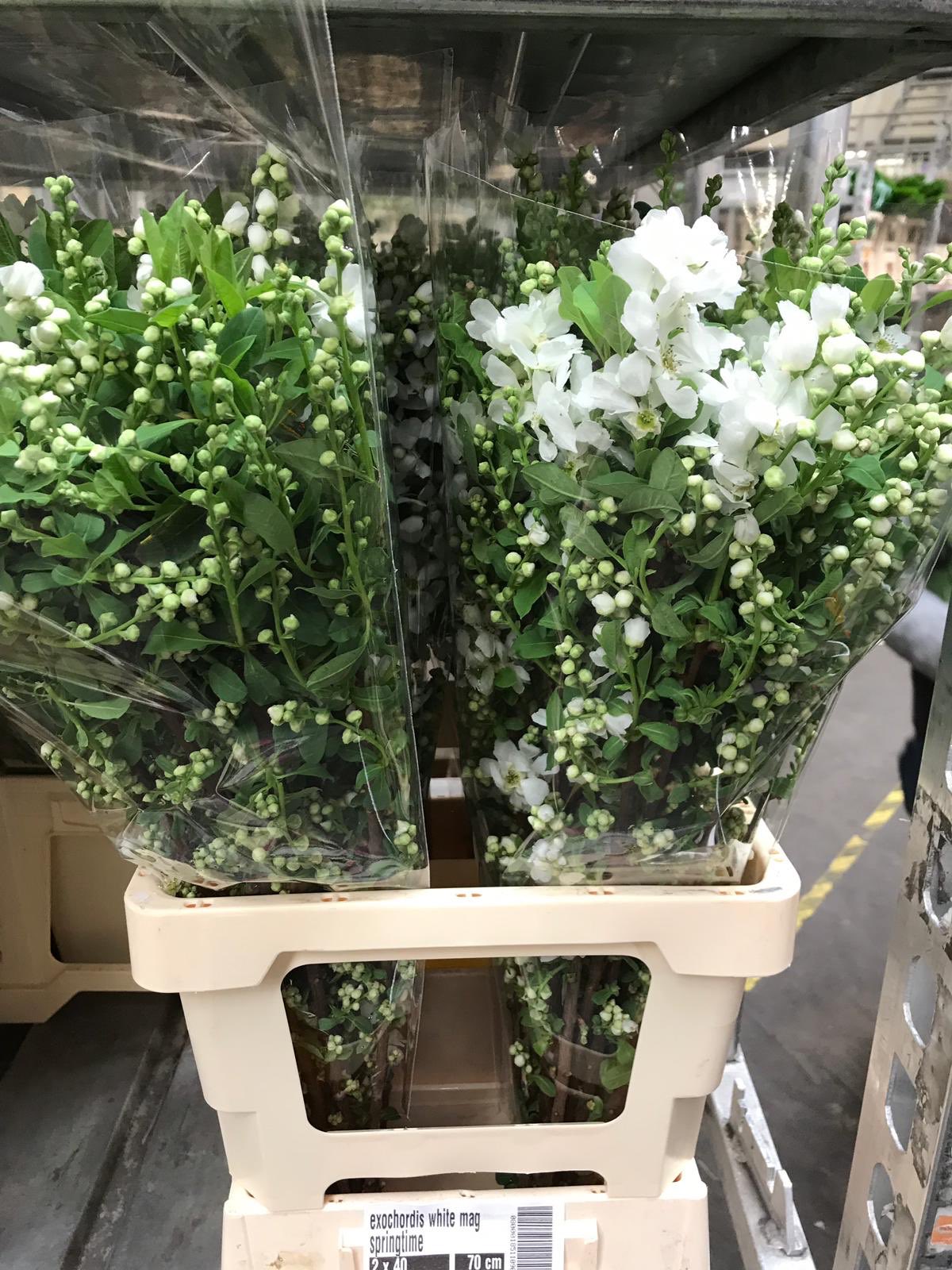 Bon bloemen on Twitter "Exochordis White Magical Springtime at HQ this