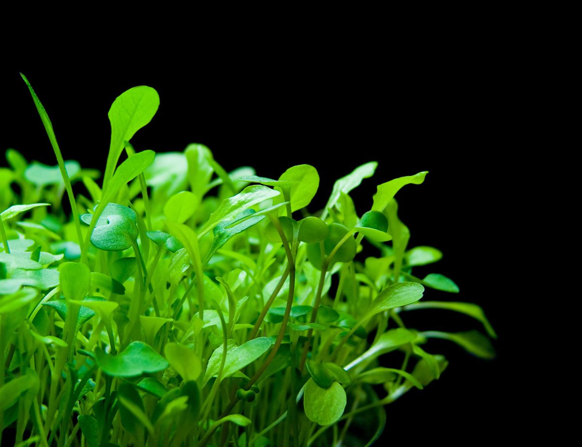Ingredients matter in dishes. #healthyrecipes #chefmicrogreens #ingredientsmatter