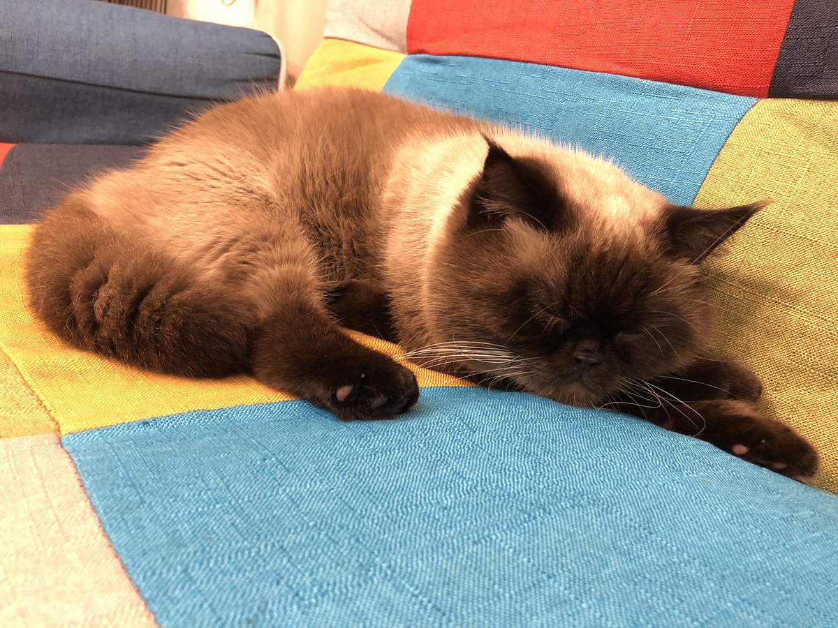 HotatekunLove's tweet photo. 今日もめちゃかわええ💕😍
#エキゾチックショートヘアー
#エキゾ
#猫のいる暮らし https://t.co/AqBp7ZzHZS