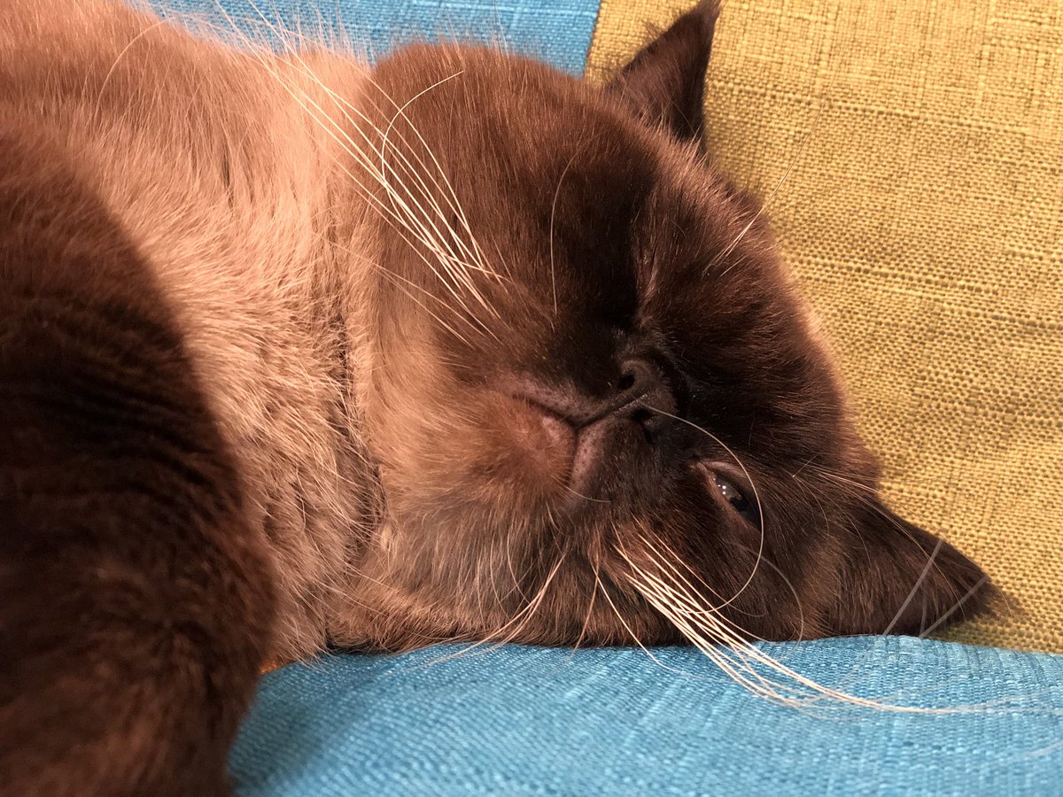 HotatekunLove's tweet photo. 我が家の猫様が可愛すぎて、もうこの口のブツブツもめっちゃ可愛く見えてしまう私は、異常でしょうか。
#エキゾチックショートヘアー 
#エキゾ 
#猫のいる暮らし https://t.co/VIbvNWjhSe