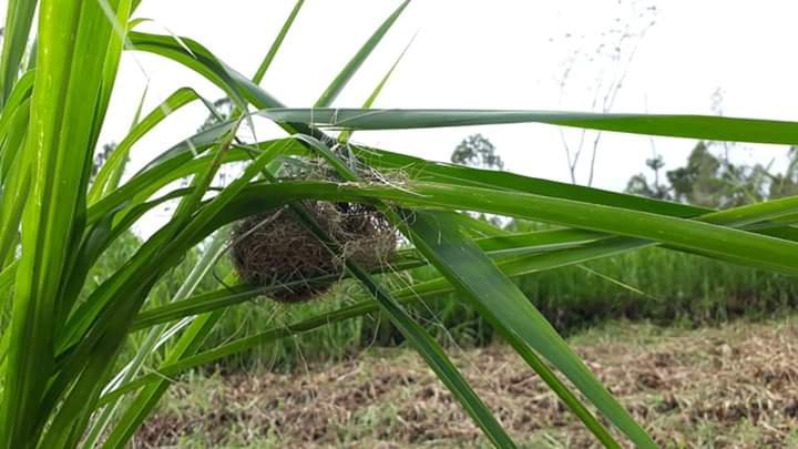 Earth Hour Kota Batu On Twitter Tahukah Sobateh Bahwa Kota Batu