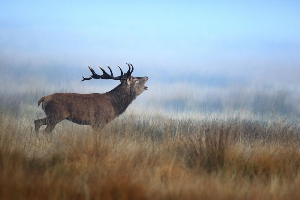 NOUVEAU : notre voyage photo spécial brame du cerf est en ligne ! 🙂 🔜
Dans une réserve naturelle de Londres, vous pourrez admirer et photographier les cerfs et leurs harems de biches qui évoluent en toute autonomie. 📸
Pour plus d'infos RDV ici : bit.ly/2UlX8yx