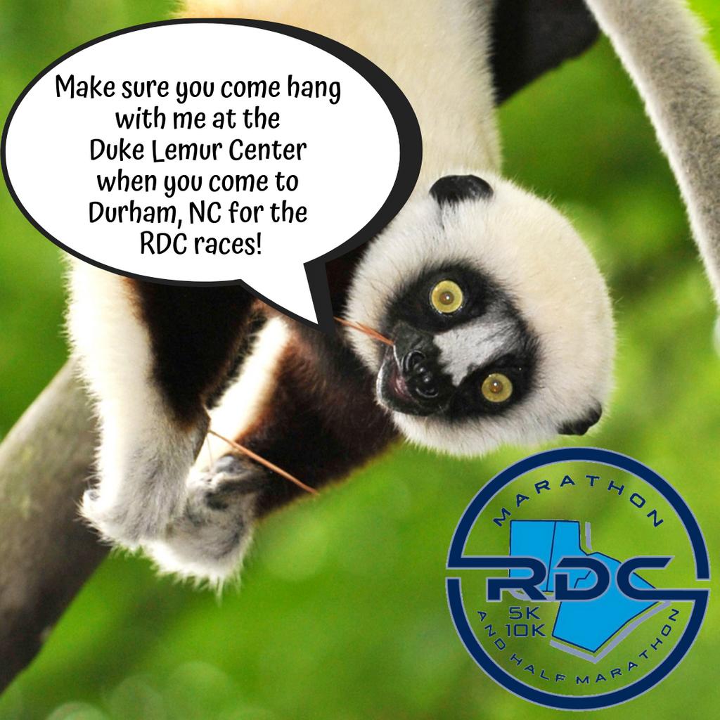Make sure you go visit the Duke Lemur Center when you come for the RDC race weekend. 💜 

lemur.duke.edu