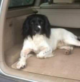 MOSS #stillmissing #ESS blk&amp;wh adult 2/3/19 #DunvantBrickworks may of wandered to #Killay #Gowerton #Waunarlwydd or further #WALES #SA2 
3 yr old went missing from yard PLS LOCALS HELP LOOK 💥KEEP EYES OPEN💥