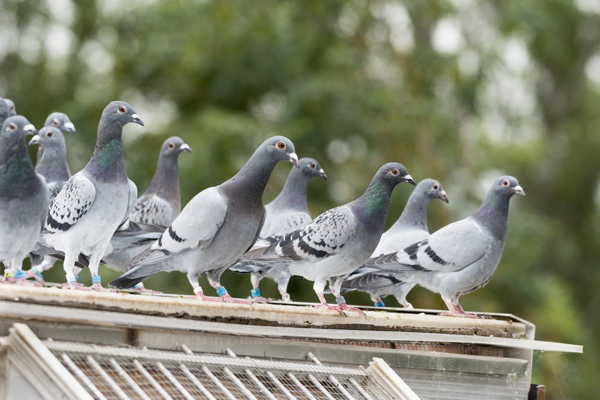 AviarControl's tweet photo. Las palomas son de las plagas de aves urbanas más importantes, pudiendo constituir una molestia y serio riesgo para la salud, en algunas situaciones puede considerarse como ratas voladoras, y es necesario su control https://t.co/fmNx2Ictrj #ControlAviar #Palomas #Avisperos #Aves https://t.co/02HBEtw0Kr