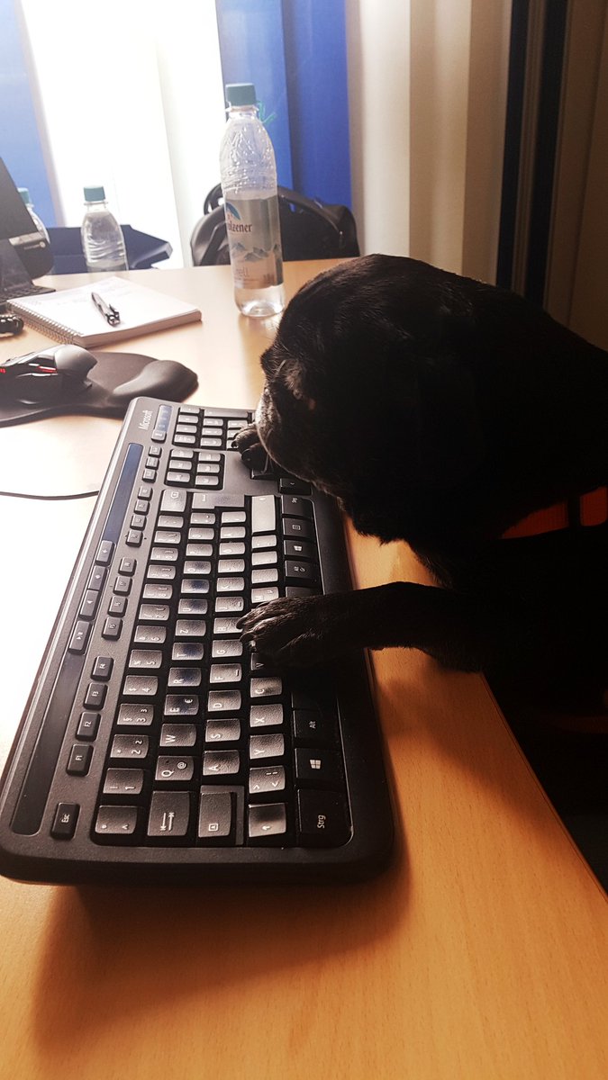 ULSolutionsSIS's tweet photo. Just a normal day at the office... #officedog #hackerhund https://t.co/f3xZK8dpy8