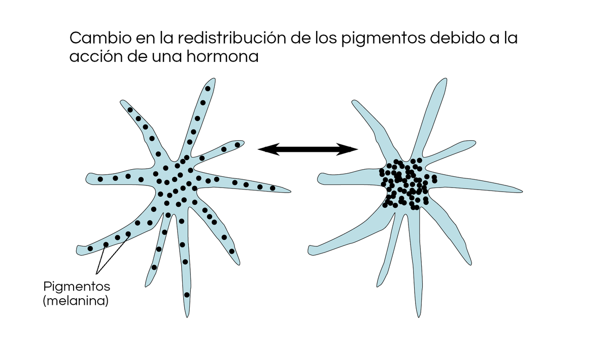Cromatóforos en acción