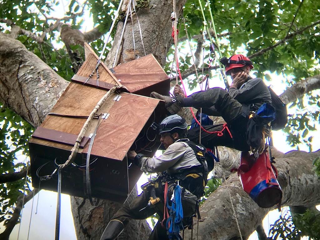 figure_nine's tweet image. Maintenance work on the 115kg camera tardis at 35metres in the middle of the Amazon forest. What's it for though? Well, you'll have to watch the upcoming BBC Natural History Units #oneplanetsevenworlds to find out. 
#figurenine #Remoteriggingandsafety
#irata #locationsafety