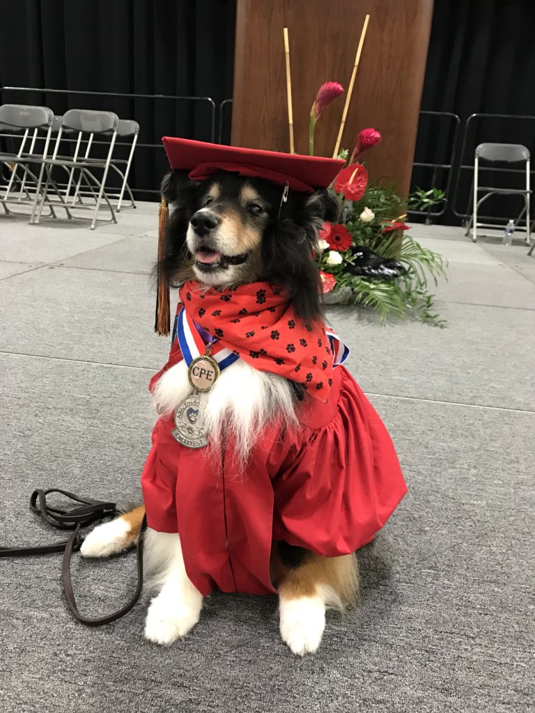 Last night I graduated to angel land, just 5 days short of my #coopersweet16 bday. Know that I love you ALL. Pls share the #therapydog kindness I gave you & remember me always.  I will be with you #furever.  #CHSalumni #twitterfriends #dogsoftwitter #love #makeadifference 🌈