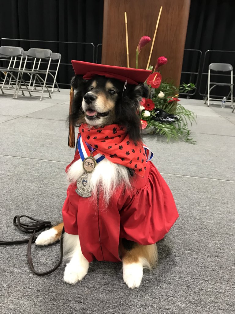 CoopersCornerTD's tweet photo. Last night I graduated to angel land, just 5 days short of my #coopersweet16 bday. Know that I love you ALL. Pls share the #therapydog kindness I gave you &amp; remember me always.  I will be with you #furever.  #CHSalumni #twitterfriends #dogsoftwitter #love #makeadifference 🌈 https://t.co/OBcyUg018n