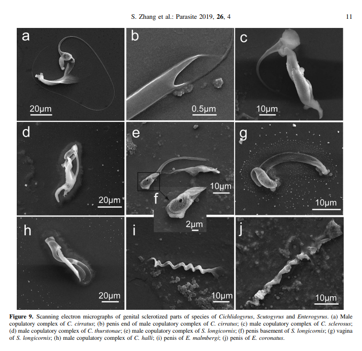 Science_Open's tweet photo. ‘#Monogenean #fauna of alien #tilapias (#Cichlidae) in south #China’, an #openaccess article in the #ScienceOpen collection ‘#Parasite’ @ParasiteJournal published by @EDPSciences:
https://t.co/YlOaJPPvLA https://t.co/MeRRFcsVdQ