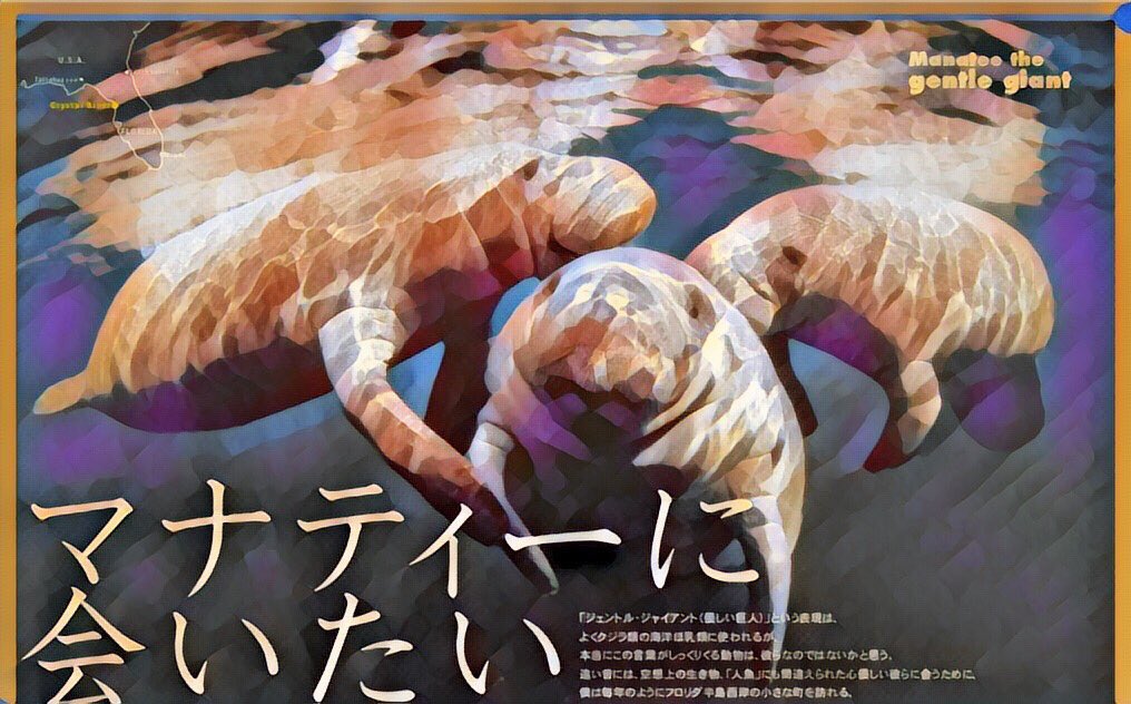 Lu_mos_horiyu's tweet photo. ⑥WILD MANATEE

今回はバッキングギターの日比野君が諸事情のため、ボーカルの木原くんがギタボやってくれますー！
見に来てちょ！(ハート) https://t.co/Y5rEQn9GQx