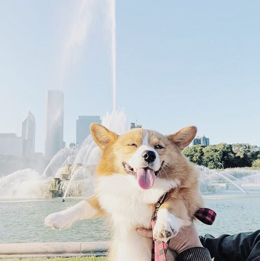 corgilover990 tweet picture