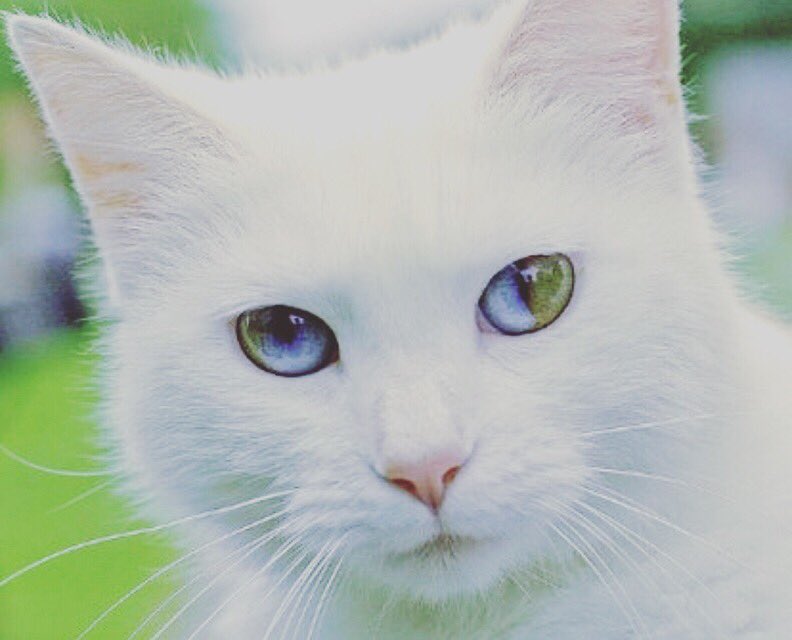 N Na Twitteru オッドアイより希少な ダイクロイックアイの猫ですが まさに生きてる宝石 間近で瞳を見続けたいです