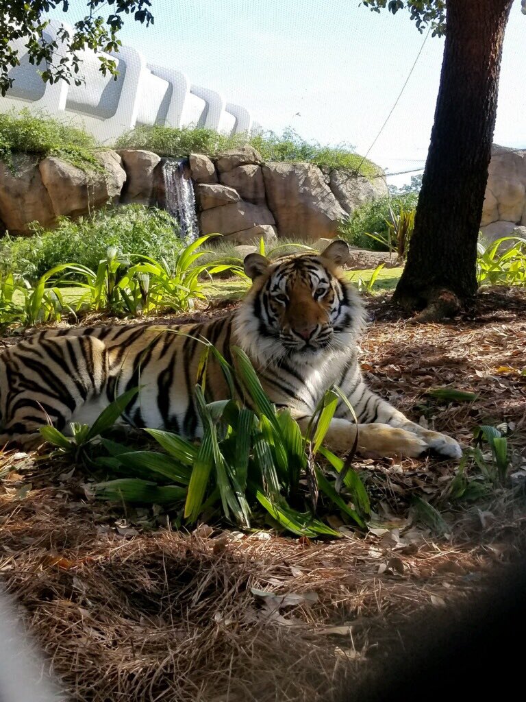 MikeTheTiger's tweet photo. Dear Mother Nature, my apologies for not being more specific, and while I am grateful for the sun, I would’ve preferred a bit more warmth. #sendspring https://t.co/NEvNN9IdXw
