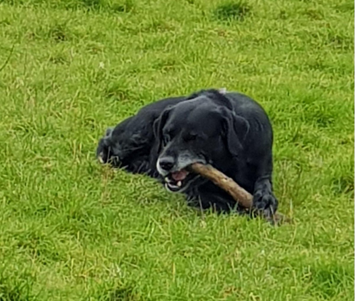 PixiePaganBTWS's tweet photo. I've just been out walking my hooman John. I walk him a few times a day. But it can be hard work as he stops and waffles to all these other hoomans all the time! 

So I pass the time whist he's waffling with a nice chomp on a stick! 

Waffle, waffle, waffle, chomp, chomp!

🕺🐶🚶‍♂️ https://t.co/Z7uoJJrOGm