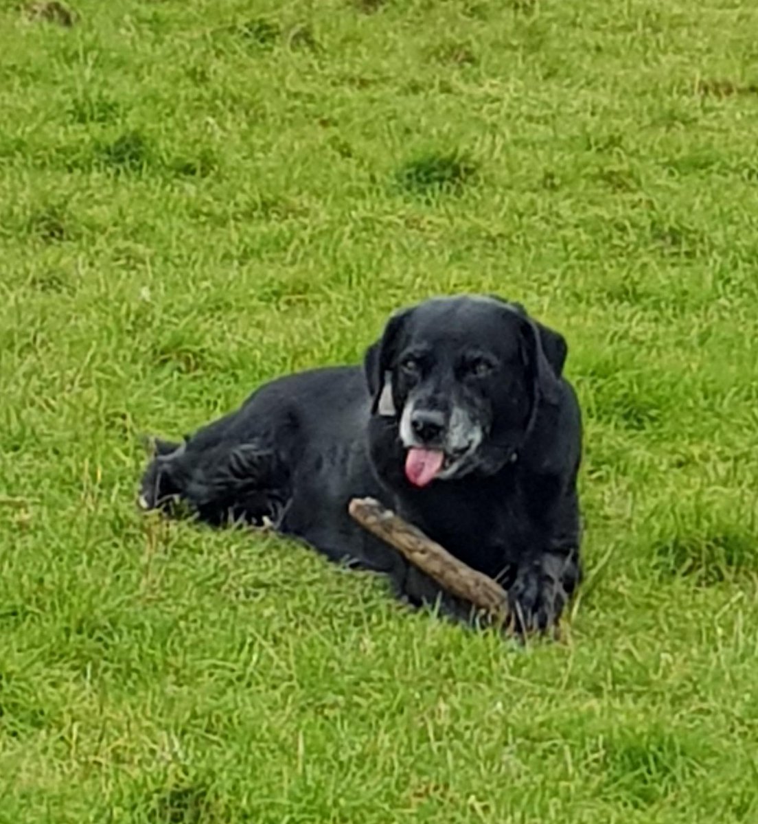 PixiePaganBTWS's tweet photo. I've just been out walking my hooman John. I walk him a few times a day. But it can be hard work as he stops and waffles to all these other hoomans all the time! 

So I pass the time whist he's waffling with a nice chomp on a stick! 

Waffle, waffle, waffle, chomp, chomp!

🕺🐶🚶‍♂️ https://t.co/Z7uoJJrOGm