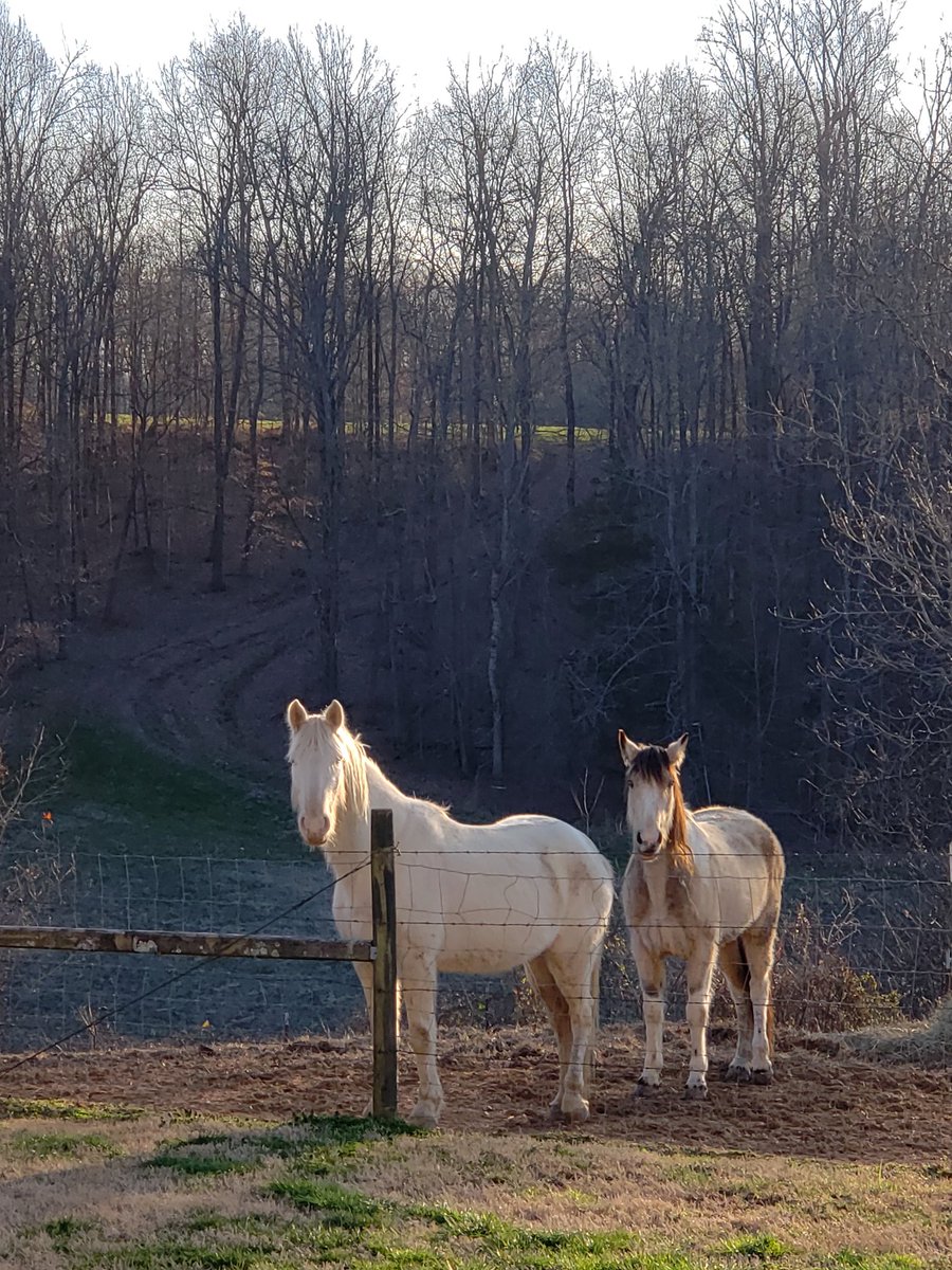 leesahammond68's tweet photo. It's so COLD but so BEAUTIFUL 
#horses #luvmyhorses #countrylife
#godisgood #livingthelife #leesahammond #blessedrealtor https://t.co/NhiDwVYwKo