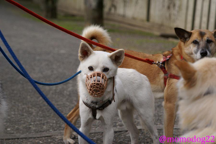 もも 犬の口輪 マズルガード は虐待か という昨日のツイートの件 かわいそうというリプが殆どで驚いたのだが 噛み癖や拾い食い対策 傷舐め 治療中などの理由でも装着されるものです 動物病院でも中型以上は口輪で来院してというところもあるし 慣れ もも 犬の口輪 マズルガード は虐待か という昨日のツイートの件 かわいそうというリプが殆どで驚いたのだが 噛み癖や拾い食い対策 傷舐め 治療中などの理由でも装着されるものです 動物病院でも中型以上は口輪で来院してというところもあるし 慣れ