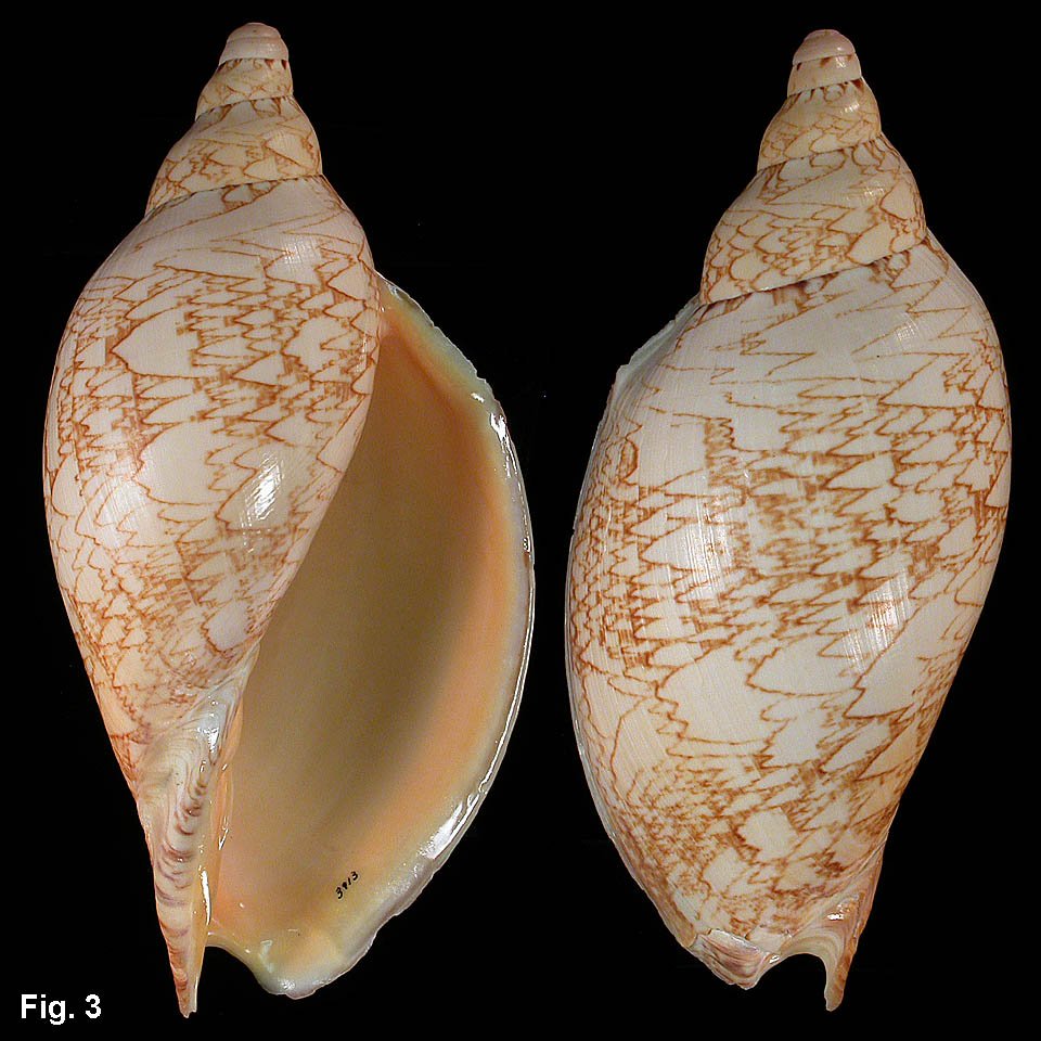 FemoraleShells's tweet photo. Cymbiola magnifica altispira (Mayblom,1951) - Off Swain Reefs, Queensland, in 125 fathoms (229 m),https://t.co/mgn9rr0HuU #volute #volutid #gastropod #molusc #Australia #Queensland https://t.co/HD0UXWtdd5